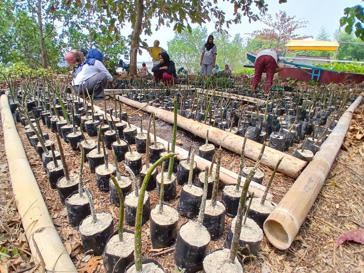Enam Perempuan di Desa Waringin Siapkan 1.289 Bibit Mangrove untuk Pemulihan Pesisir